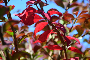 001_251114002 X900 ニシキギ 保土ヶ谷公園 Z30 50-250.jpg