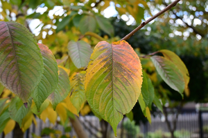 001_251119001 X900 桜の紅葉 D30 16-50.jpg