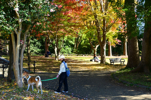 009_251126038m X900 ◎保土ヶ谷公園 辻広場 D50 Z18-140.jpg