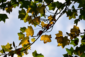 013_251028079 X900 保土ヶ谷公園 バス通り ユリノキ Z50 Z50-250.jpg