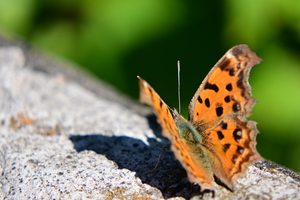 003_251103010 X900 〇保土ヶ谷公園 Z50 Z50-250.jpg