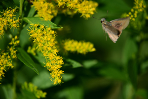 018_251103081 X900 ◎チャバネ 保土ヶ谷公園 Z50 Z50-250.jpg