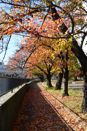 012_251126097 X900 〇帷子川 D50 Z18-140.jpg