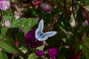 043_251116042 X900 ◎ヤマト 保土ヶ谷区役所 Z30 Z16-50.jpg