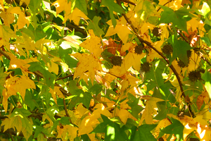 026_251107011 X900 〇プラタナス YBP G7X.jpg