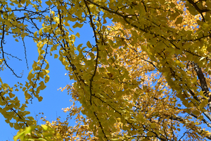 005_251114025 X900 イチョウ 保土ヶ谷公園 Z30 16-30.jpg