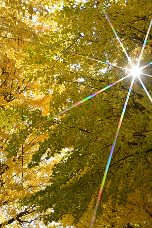 014_251126118 X900 ◎田辺公園 D50 Z18-140.jpg