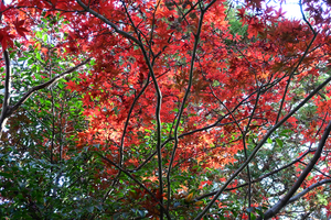 021_251127076 X900 〇神明社 Z30 Z16-50.jpg