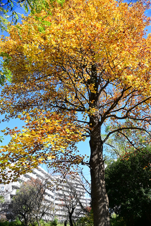 014_251114089t X900 〇ユリノキ 保土ヶ谷公園 Z30 16-30.jpg