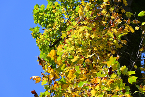 016_251103068 X900 ユリノキ 保土ヶ谷公園 Z50 Z50-250.jpg