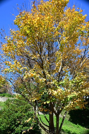 012_251114080 X900 カツラ 保土ヶ谷公園 Z30 16-30.jpg