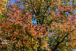 007_251114032 X900 〇モミジバフウ 保土ヶ谷公園 Z30 16-30.jpg