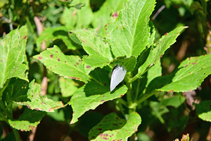 008_251103028m X900 ◎保土ヶ谷公園 Z50 Z50-250.jpg