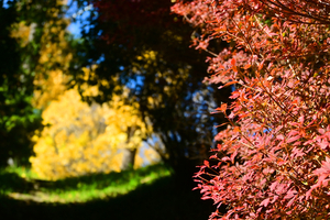 003_251126009 X900 保土ヶ谷公園 バス通り ドウダンツツジ D50 Z18-140.jpg