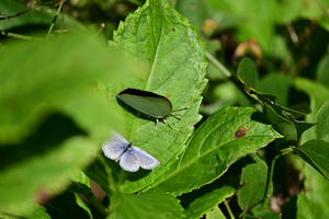 015_251103065 X900 ◎ウラギン♀・ヤマト♂ 保土ヶ谷公園 Z50 Z50-250.jpg