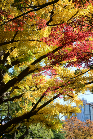 017_251121085 X900 ◎日比谷公園 Z30 16-50.jpg