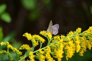 003_251028019 X900 ◎保土ヶ谷公園 ウラナミ Z50 Z50-250.jpg