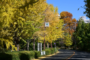 013_251114083 X900 〇保土ヶ谷公園 Z30 16-30.jpg