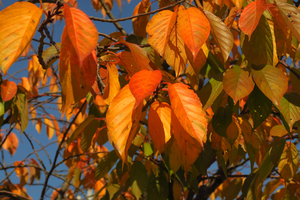 027_251107017 X900 〇桜紅葉 YBP G7X.jpg