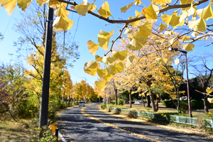 002_251126005 X900 保土ヶ谷公園 バス通り D50 Z18-140.jpg