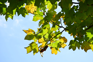 011_251028069 X900 ○保土ヶ谷公園 ユリノキ Z50 Z50-250.jpg