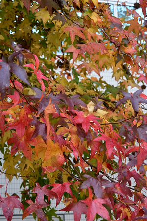 001_251127005 X900 〇YBP Z30 Z16-50.jpg