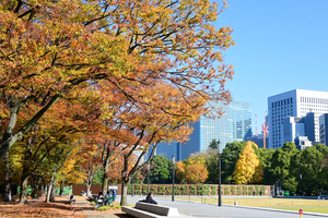 004_251121012 X900 ◎ケヤキ並木 日比谷公園 Z30 16-50.jpg