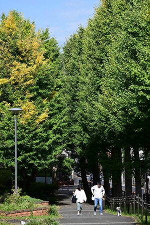 015_251028100 X900 〇保土ヶ谷公園 バス通り ミニチュアシュナウーザー Z50 Z50-250.jpg