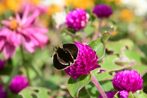 039_251116025 X900 〇保土ヶ谷区役所 Z30 Z16-50.jpg