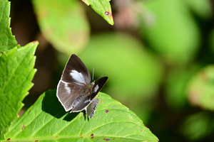 013_251103059 X900 ウラギン♀・ヤマト♂ 保土ヶ谷公園 Z50 Z50-250.jpg