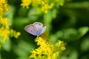 019_251103085 X900 ◎ウラナミ 保土ヶ谷公園 Z50 Z50-250.jpg