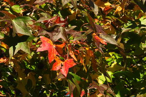 025_251107010 X900 〇プラタナス YBP G7X.jpg