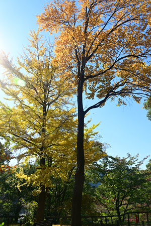 004_251114020 X900 保土ヶ谷公園 バフウモミジ  Z30 16-30.jpg