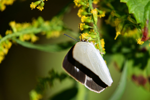 011_251103044 X900 〇ウラギン♀ 保土ヶ谷公園 G7X.jpg