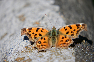 002_251103006 X900 保土ヶ谷公園 Z50 Z50-250.jpg