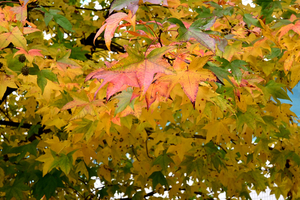 007_251119023m X900 〇プラタナス YBP D30 16-50.jpg