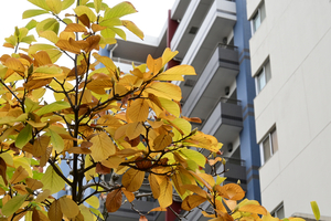 046_251116074 X900 ◎ハクモクレン 保土ヶ谷区役所 Z30 Z16-50.jpg