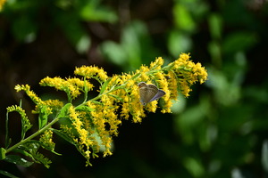 001_251028008 X900 ◎保土ヶ谷公園 Z50 Z50-250.jpg