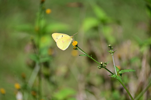 005_251028028 X900 ◎保土ヶ谷公園 Z50 Z50-250.jpg