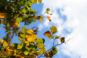 010_251028066 X900 ○保土ヶ谷公園 アメリアマンサク Z50 Z50-250.jpg