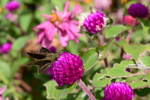 038_251116022 X900 ◎チャバネ 保土ヶ谷区役所 Z30 Z16-50.jpg