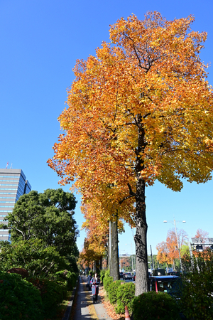 010_251121049 X900 〇桜門付近 日比谷公園 Z30 16-50.jpg