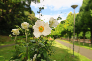 017_251028134 X900 〇保土ヶ谷公園 バス通り G7x.jpg