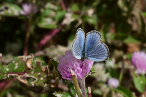042_251116036 X900 ◎ヤマト 保土ヶ谷区役所 Z30 Z16-50.jpg