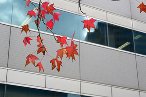 009_251119028m X900 〇モミジバフウ YBP D30 16-50.jpg