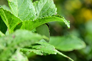 007_251103025 X900 ◎保土ヶ谷公園 Z50 Z50-250 G7X.jpg