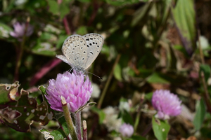 041_251116031 X900 ◎ヤマト 保土ヶ谷区役所 Z30 Z16-50.jpg