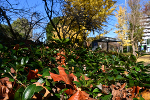 001_251126003 X900 保土ヶ谷公園 バス通り D50 Z18-140.jpg