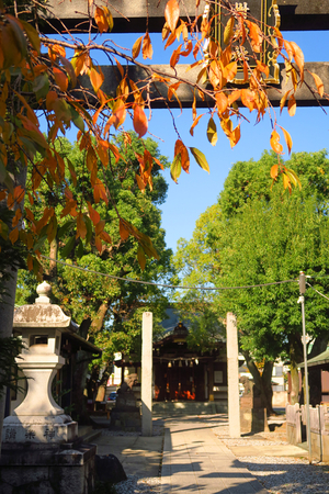023_251107003 X900 橘樹神社 G7X.jpg