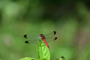 007_251028041 X900 ◎保土ヶ谷公園  Z50 Z50-250.jpg